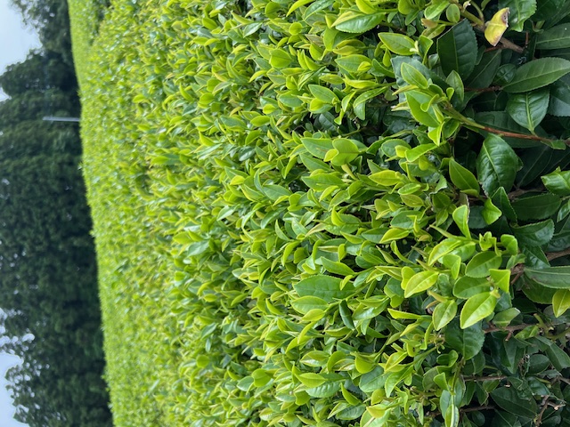 Tea fields