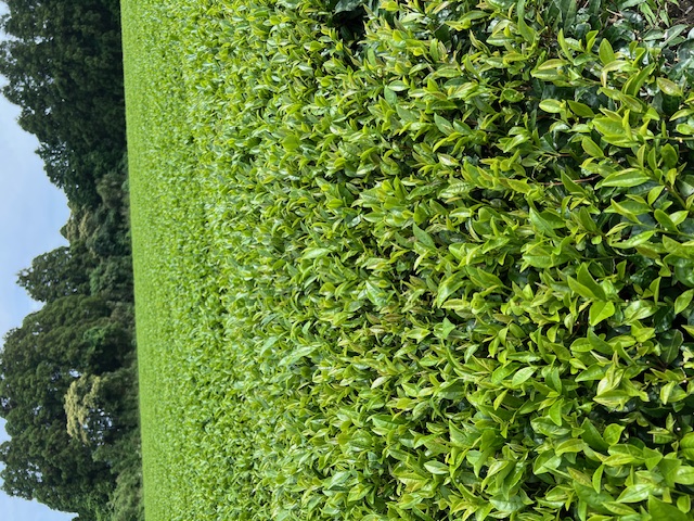Organic tea field in Japan