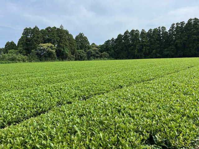 Tea field