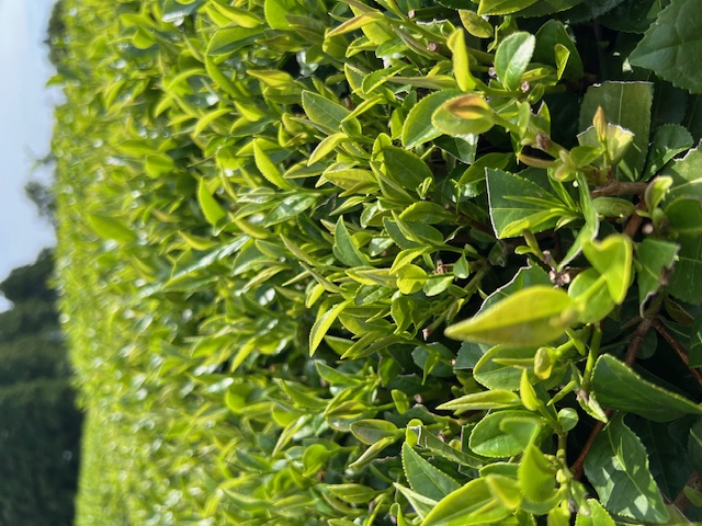 Tea leaves